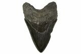 Fossil Megalodon Tooth - South Carolina #336942-1